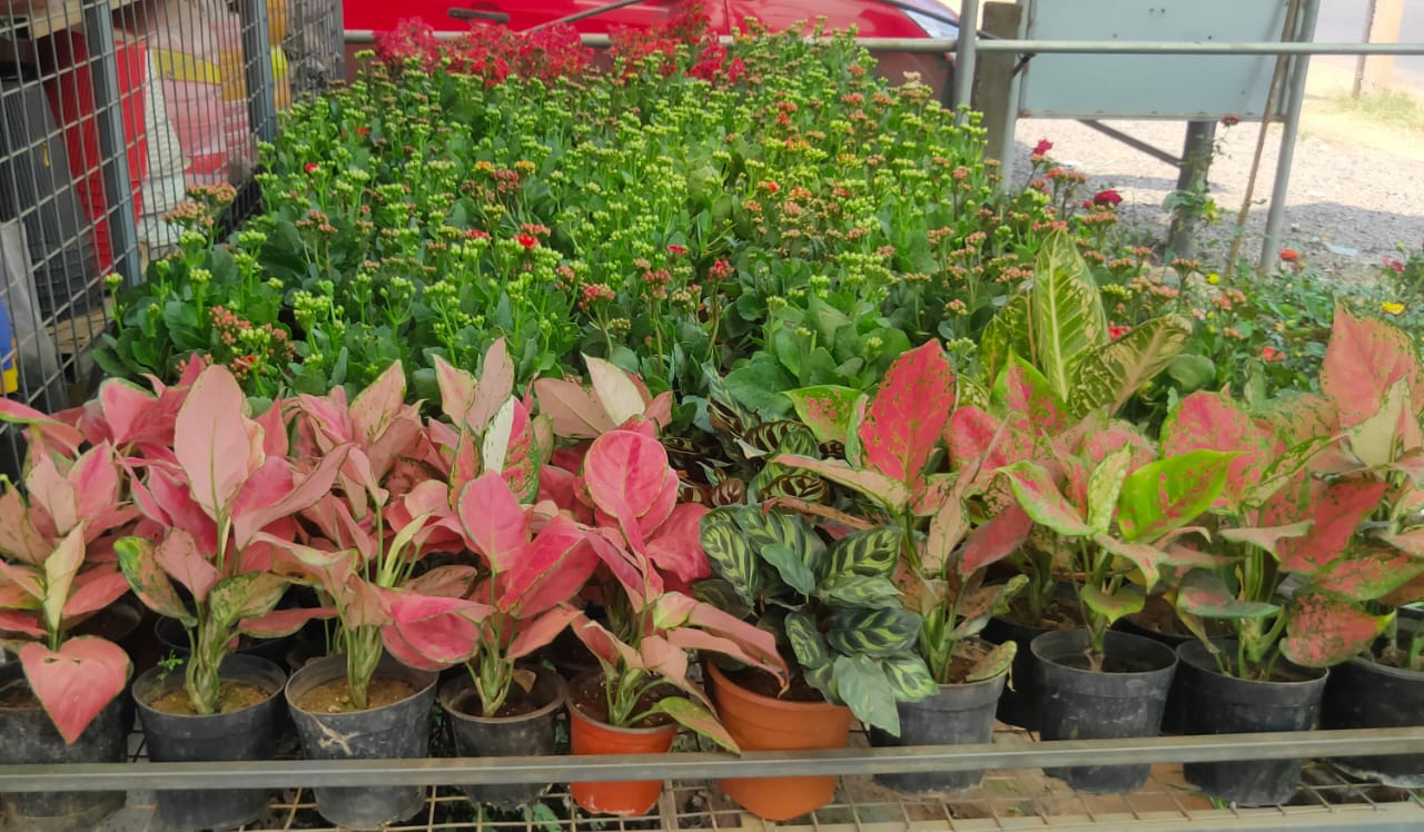 CHUNGATHARA KARSHIKA NURSERY & GARDEN SERVICE