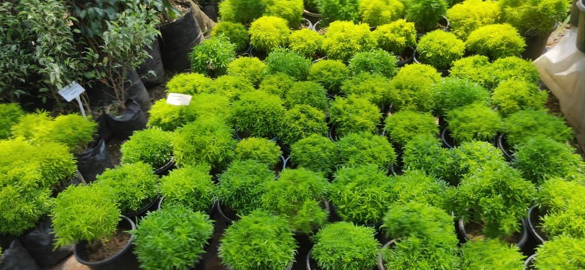 CHUNGATHARA KARSHIKA NURSERY & GARDEN SERVICE